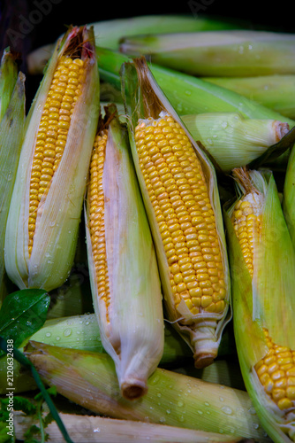 Fresh sweet corn cobs with husk in market display