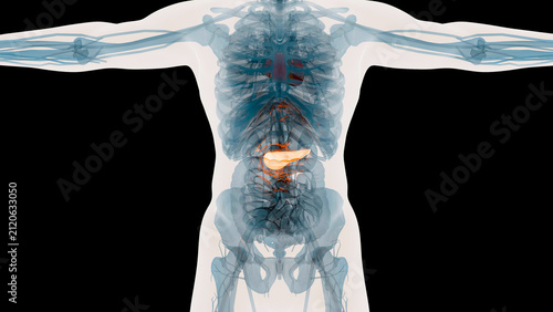 Cuadro en lienzo X-Ray Style View of the Human Body Highlighting the Pancreas, Internal Organs an