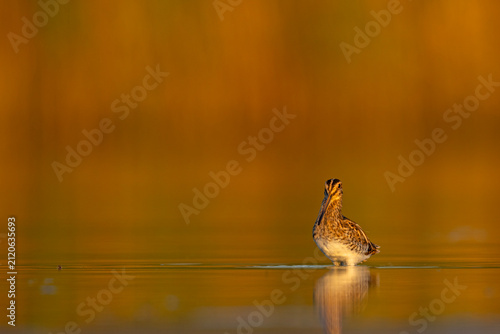 Kszyk zwyczajny (Gallinago gallinago) z długim dziobem w wodzie z odbiciem, złota godzina