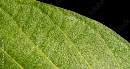 Foto Green Leaf Macro Edge with Vein Texture