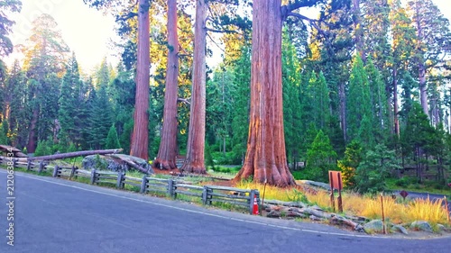 giant sequoia trees along Big Trees Trail at Sequoia National park sunset