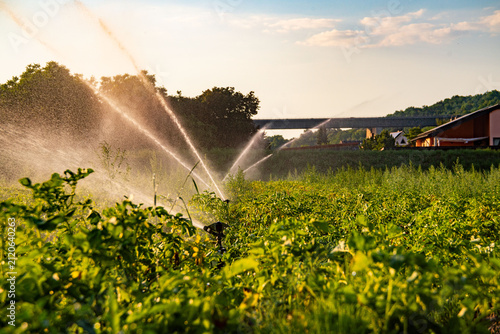 Agricultural Water Sprinklers Irrigating Green Potato Field in Germany at Sunset