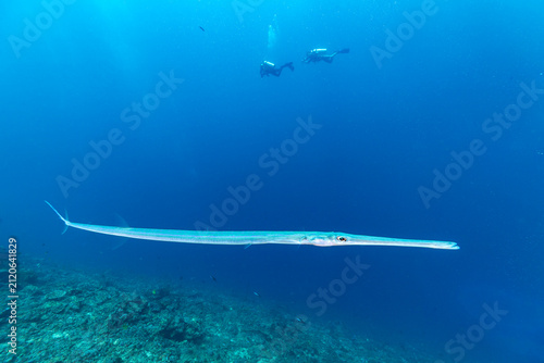 Obraz na plátně A trumpetfish (Aulostomus chinensis) swims in the blue ocean with divers in the background
