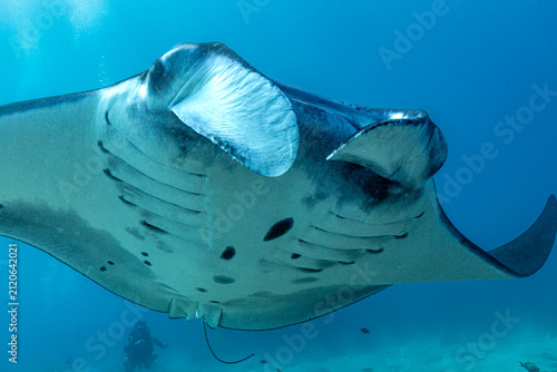 Фотография A manta ray (Manta birostris) swims gracefully in the clear blue ocean waters, with divers in the background