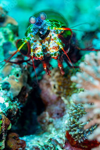 A Peacock Mantis Shrimp (Odontodactylus scyllarus) peers out from its coral reef home.