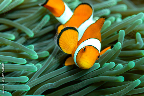 Fotografie A clownfish (Amphiprioninae) swims among the tentacles of its host anemone