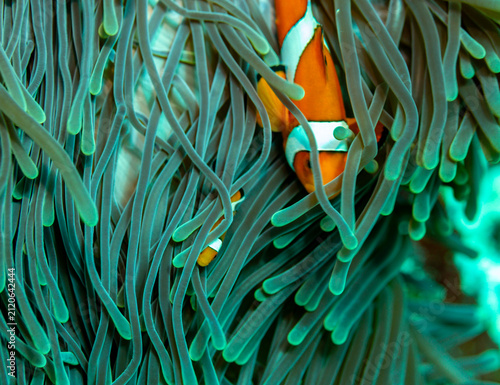 Foto A clownfish (Amphiprioninae) peeks out from its anemone home.