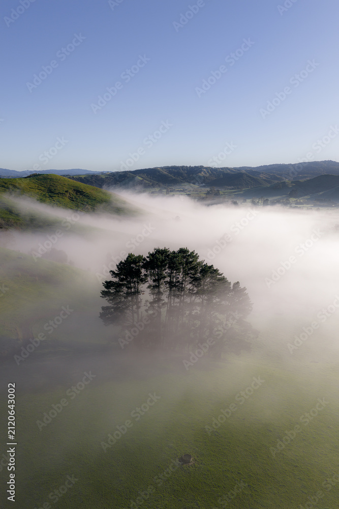 Naklejka premium Morning mist blankets the rolling green hills and a grove of pine trees in the serene rural countryside of Waikato, New Zealand.