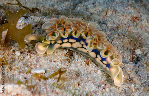 Photography Nudibranch (Nembrotha cristata) crawls on sandy seabed.