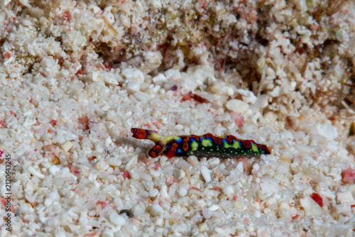 Foto A colorful nudibranch, Nembrotha cristata, crawls across the sandy seabed