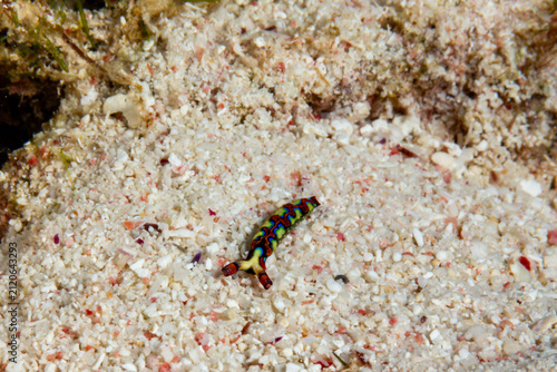 Foto Nudibranch (Nembrotha cristata) crawls on sandy seabed.