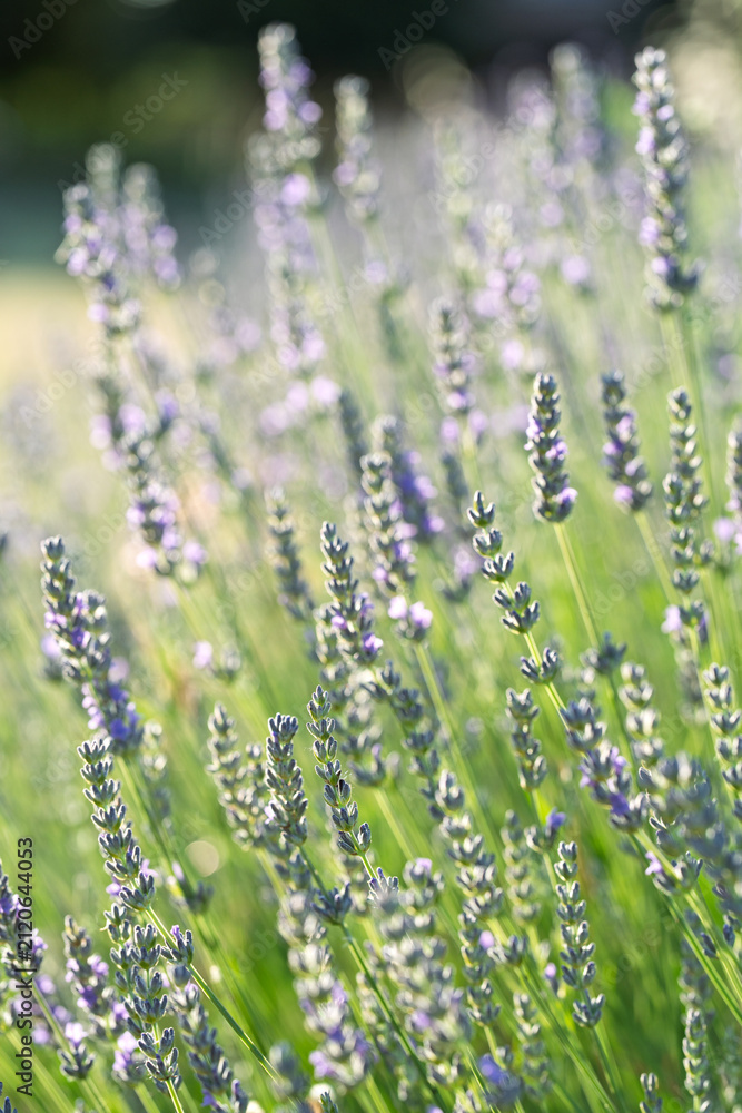 Obraz premium Lavender Flowers in Sunlit Green Meadow