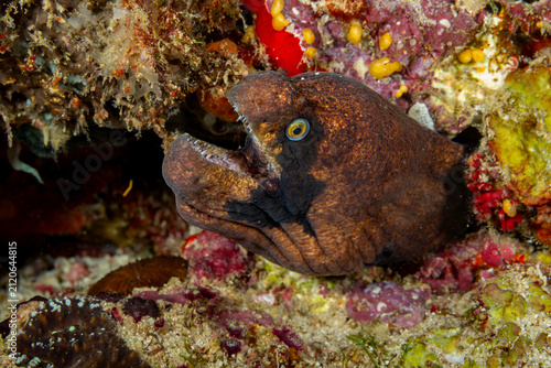 Fotografie A moray eel (Gymnothorax unicolor) peeks out from its coral reef home