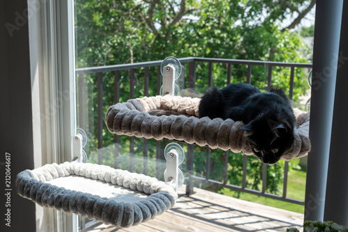Canvastavla Tuxedo cat enjoying a cozy window seat bathed in natural sunlight