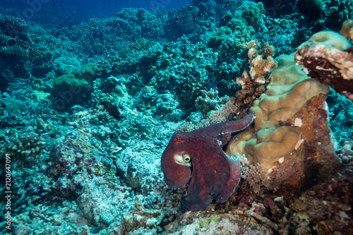 Fotografie East Pacific red octopus, Octopus rubescens, scavenging and hunting on tropical