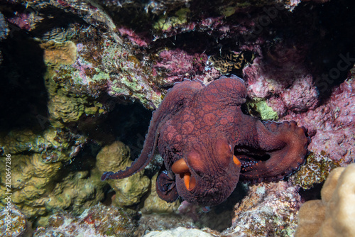 Obraz na plátně A large red octopus rests on a coral reef.