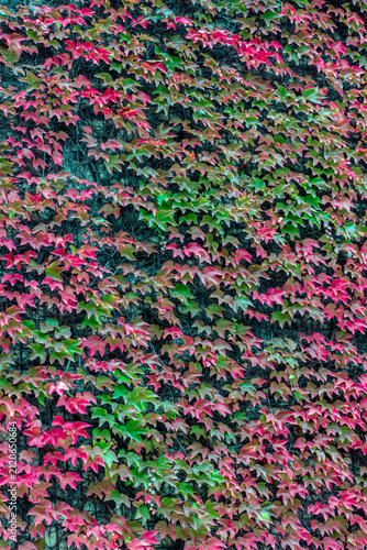 Colorful Autumn Foliage of Boston Ivy in Dnipro Botanical Garden