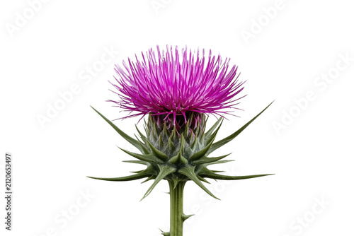 Purple thistle flower with green spiny bracts isolated on transparent background