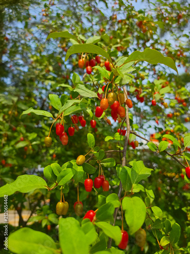 Quadro su tela Ripe goumi berries hanging on branches with green leaves, elaeagnus multiflora