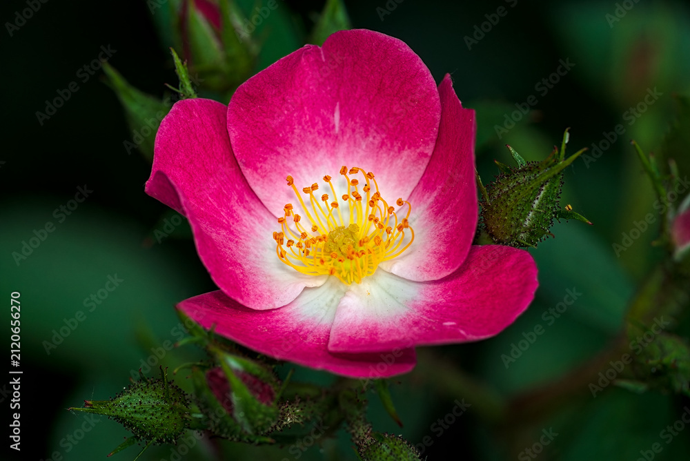 Poster Close up of a beautiful pink wild rose flower – Wandbild