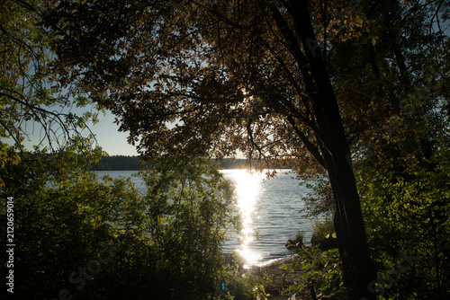 Evening Sunlight Through Trees at Lake Sammamish
