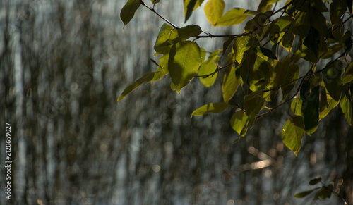 Backlit Leaves Above Lake Sammamish