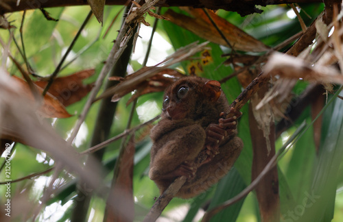 Philippine Tarsier in Bohol, Philippines, Endemic Tropical Wildlife