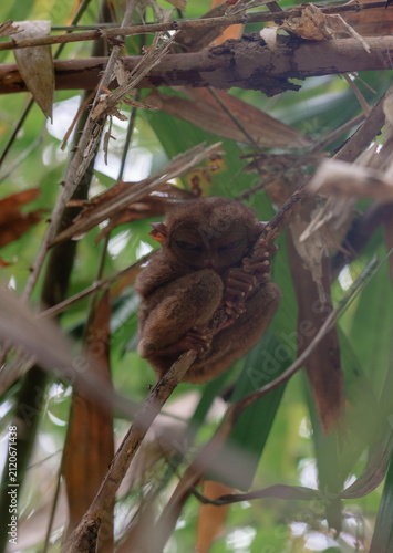 Philippine Tarsier in Bohol, Philippines, Endemic Tropical Wildlife