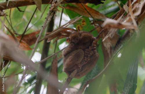 Philippine Tarsier in Bohol, Philippines, Endemic Tropical Wildlife