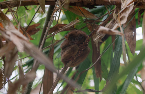 Philippine Tarsier in Bohol, Philippines, Endemic Tropical Wildlife