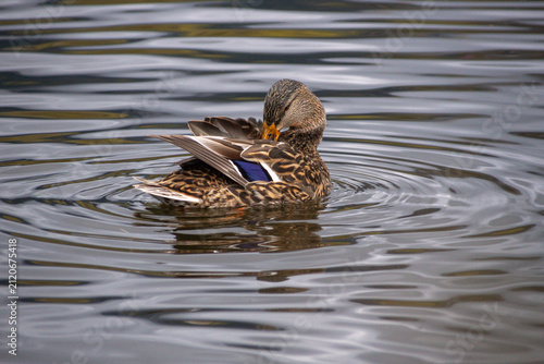 Cuadro en lienzo Female mallard cleaning her feathers in shimmering water ripples in Vancouver, B