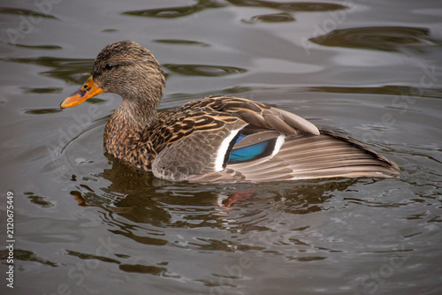 Bild auf Leinwand Side profile of a female mallard duck swimming gracefully on ripples of water with a bright iridescent blue speculum wing patch visible in North Vancouver, British Columbia