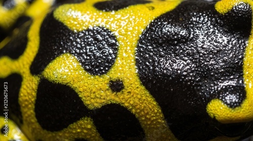 Tapety artystyczne Poison dart frog skin
