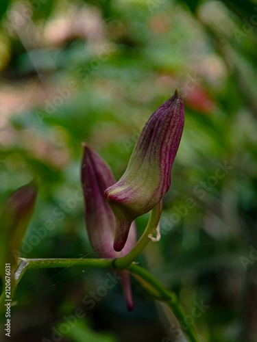 Obraz na plátne Close up shot of a purple orchid flower bud about to bloom with a soft blurry background