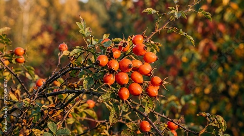 Vibrant Rose Hips on a Branch in Autumn Sunlight.
