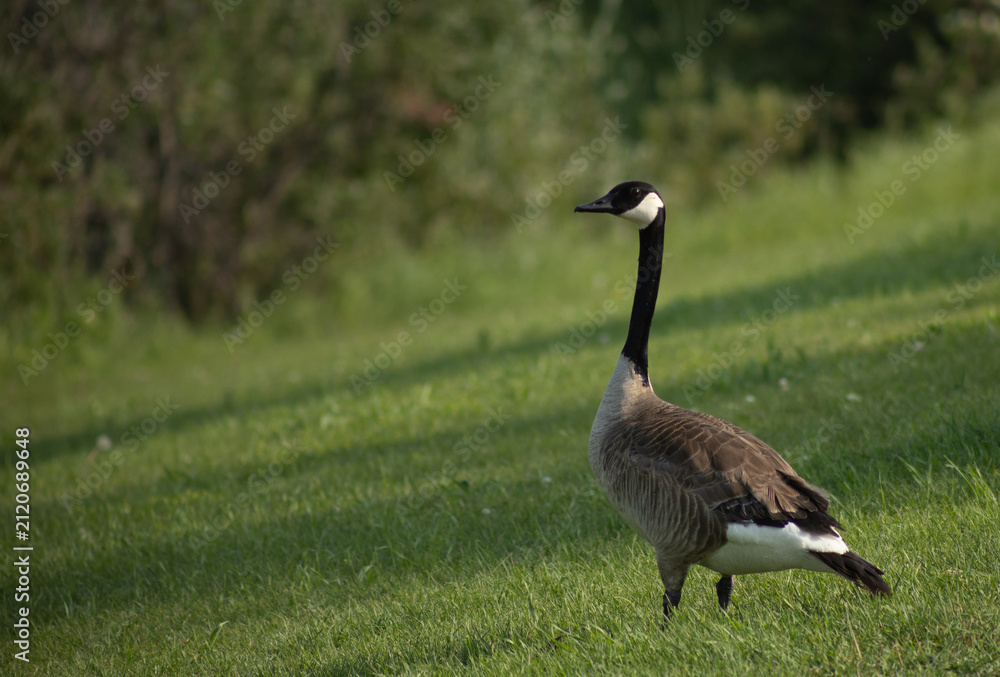 Fototapeta premium Canada Goose Standing on Grass Beside a Lakeside Path