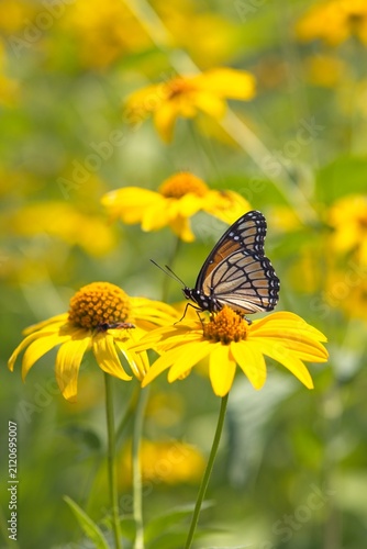 Butterfly on yellow wildflowers in sunny meadow