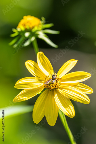 Canvas Print Bee on a yellow flower up close