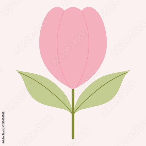 pink tulip flower