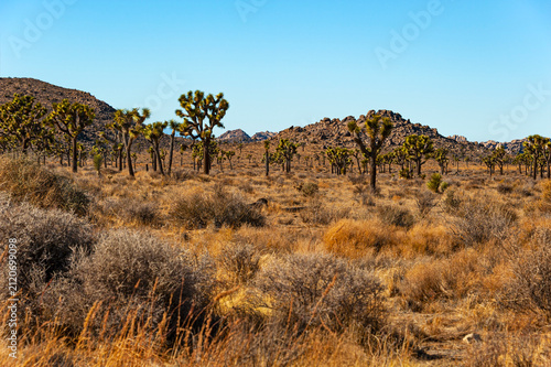 Joshua Tree National Park in California.. Joshua Tree National Park with its  unique landscapes and ecosystems offers rock formations, scenic viewpoints,  hikes and desert gardens