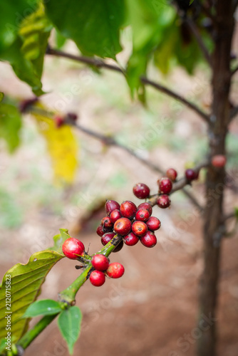 Foto Fresh Ripe red coffee cherries growing on a branch in an organic farm plantation