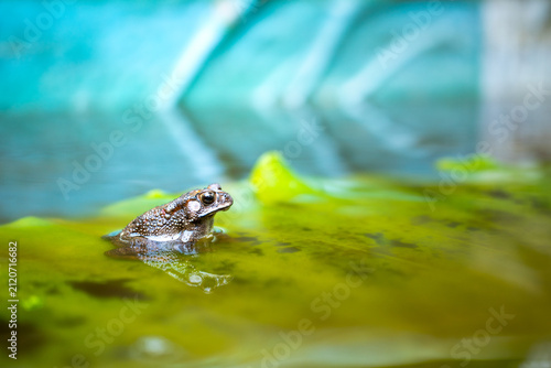 Asian common toad resting on a green aquatic leaf in clear shallow water macro closeup view