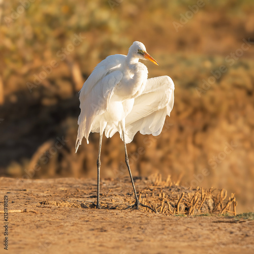 The great egret, also known as the common egret, large egret, great white egret, or great white heron. The scientific name for this bird is Ardea alba.