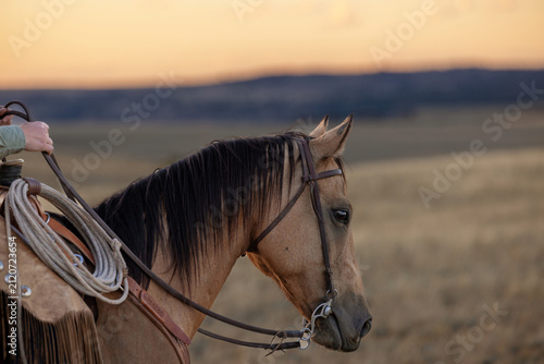 Foto Buckskin western quarter Horse  ranch