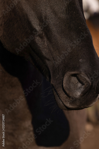 Fotografie Horse face nose nostril flared