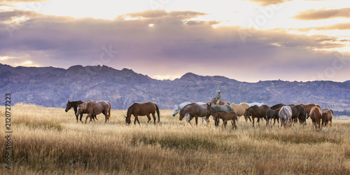 Horse herd remuda on a Wyoming ranch quarter horses