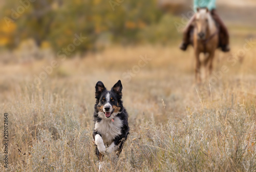 Ranch Dog running in tall golden grass