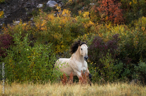 Buckskin quarter horse running in autumn 