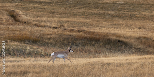 Cuadro en lienzo Antelope pronghorn running