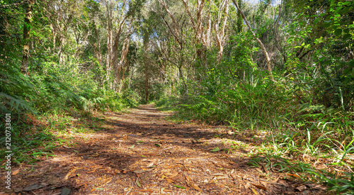 Immersive low-angle shot of a dirt walking path covered in eucalyptus leaf litter, leading through a lush green rainforest under dappled sunlight with natural copy space. Detailed forest trail.